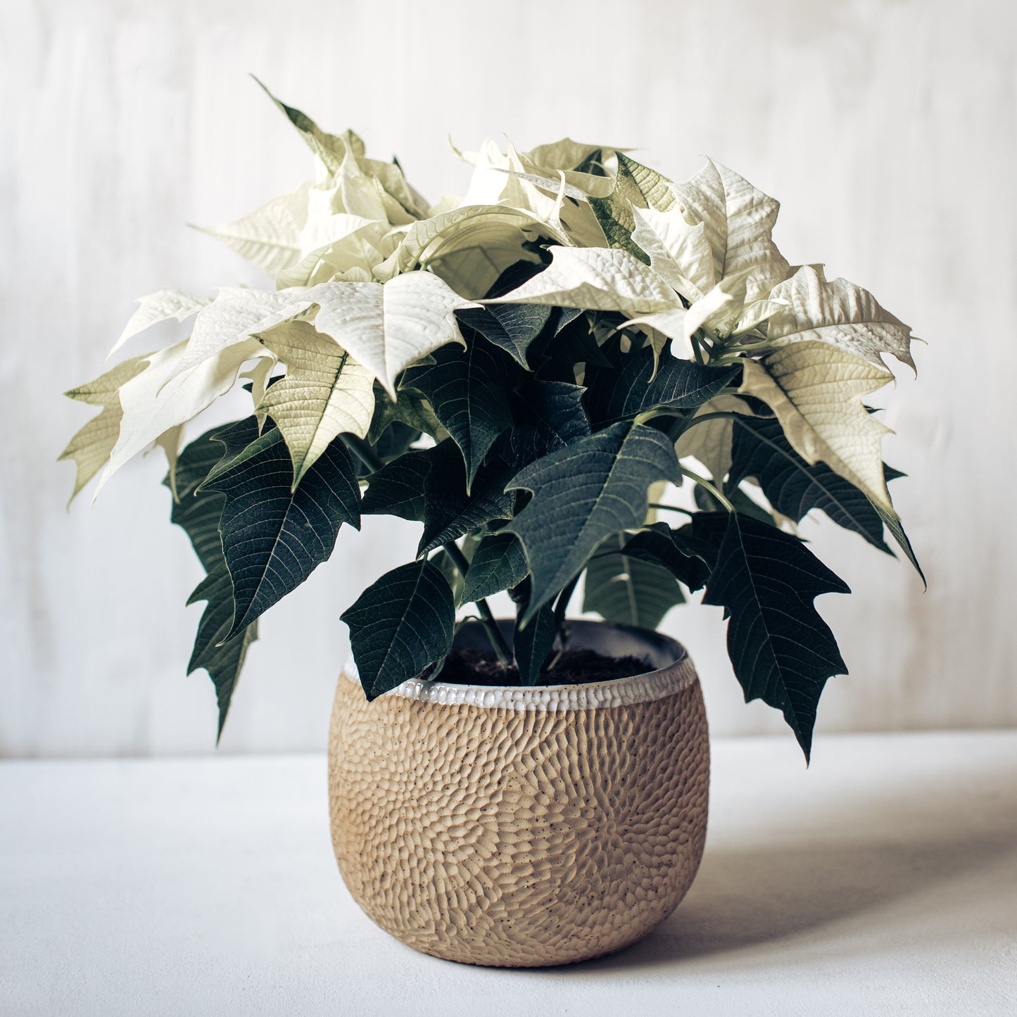 Maveric pot, Merenok ceramics